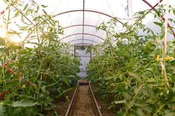 Tall flowering tomato bushes in the greenhouse