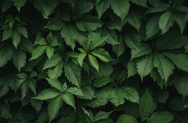 Background maiden grapes, green leaves