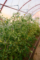 Tall flowering tomato bushes in the greenhouse