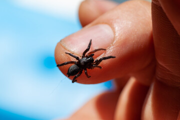 a small poisonous spider on the arm of a man bites the skin injects poison