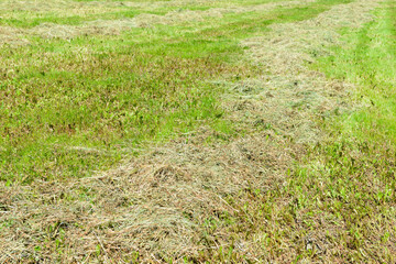 Freshly mown grass is dried in a clearing
