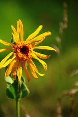 arnika naturheilkunde