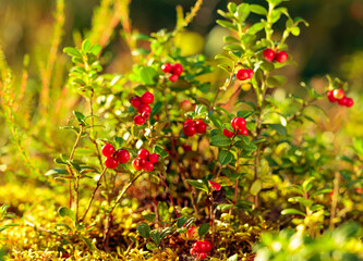 Red cowberry, lingonberry or partridgeberry in forest, natural background.