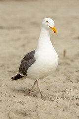 Fototapeta na wymiar Close up image of a California Gull, looking at the camera, with blurred sandy background at a beach