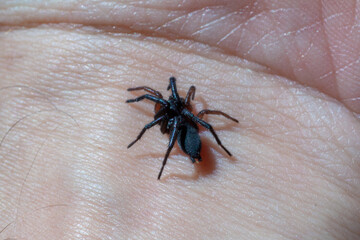 a small poisonous spider on the arm of a man bites the skin injects poison