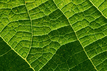 Background of the leaf pattern