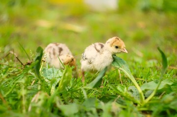 baby chicken in nest