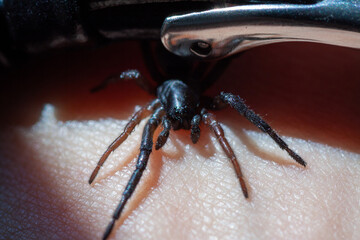 a small poisonous spider on the arm of a man bites the skin injects poison