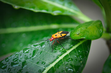 firebug, European Firebug
