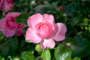 pink rose in garden