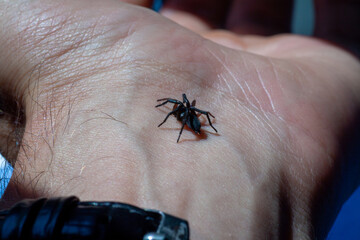 a small poisonous spider on the arm of a man bites the skin injects poison