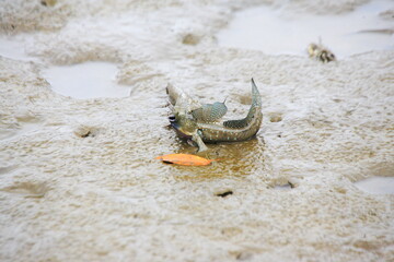 Japanese mudskippers are fighting for a territory.