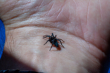 a small poisonous spider on the arm of a man bites the skin injects poison