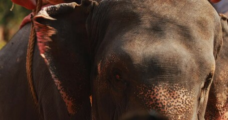 Goa, India. Close View Of Elephant Cow. Walking Elephant