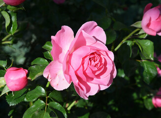 pink roses in garden