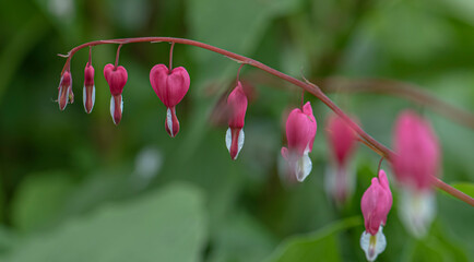 Red bleeding heart flowers bloom in the spring perennial garden.