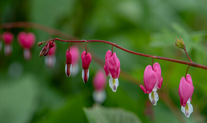 Red bleeding heart flowers bloom in the spring perennial garden.