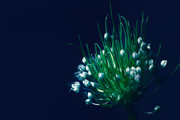 Fototapeta na wymiar Wild leek perpetual leek) (Allium ampeloprasum var holmense) 