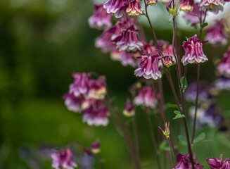 Aquilegia vulgaris or columbine blossoming in a spring garden  close up  romantic view.
