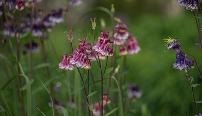 Aquilegia vulgaris or columbine blossoming in a spring garden  close up  romantic view.