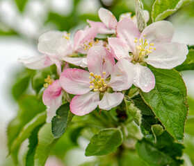 Obraz na płótnie Canvas White and pink flowers apple tree blossom close-up spring time