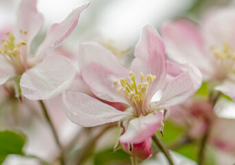 Fototapeta na wymiar White and pink flowers apple tree blossom close-up spring time