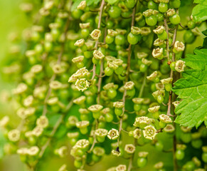  Black currant blossoms in the edible garden close up view