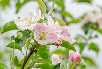 White and pink flowers apple tree blossom  close-up spring time