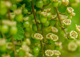  Black currant blossoms in the edible garden close up view