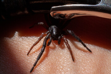 a small poisonous spider on the arm of a man bites the skin injects poison