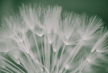 Abstract dandelion flower close up background