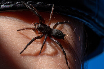 a small poisonous spider on the arm of a man bites the skin injects poison