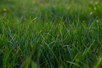 Texture for the background. Background of green grass