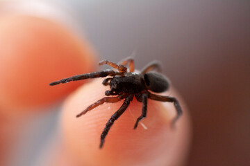 a small poisonous spider on the arm of a man bites the skin injects poison