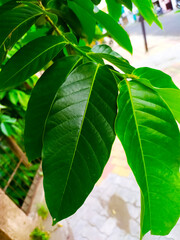 lagerstroemia speciosa leaves in a blur background
