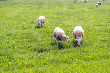 Three sheep in the foreground in a large meadow
