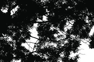 Tree leaves. Forest nature backdrop.Grunge texture. Grunge black and white vector overlay. Grungy grainy surface.