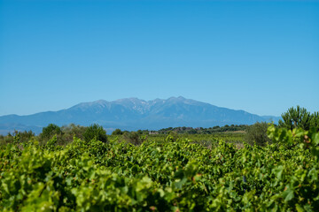 Fototapeta na wymiar vineyard in france, Canigou Mountain