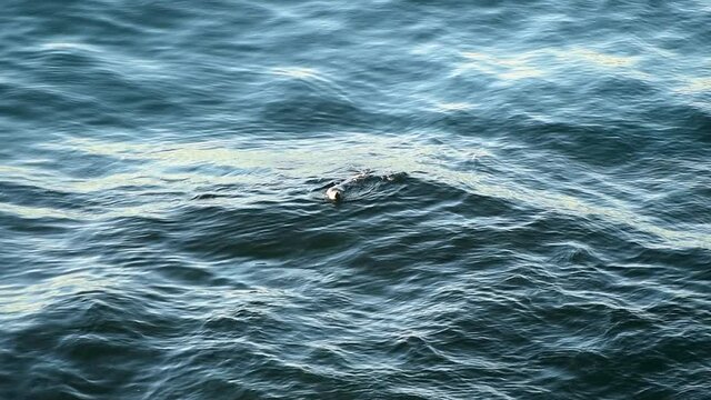 A seal chasing fishes in the wave, Sydney, Australia