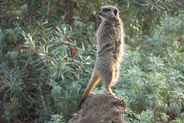 CUTE MEERKAT WAITING UNDER THE SUN