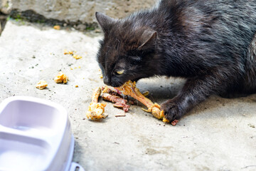 An angry black cat chews on bones and holds food in its paw so that no one takes it.