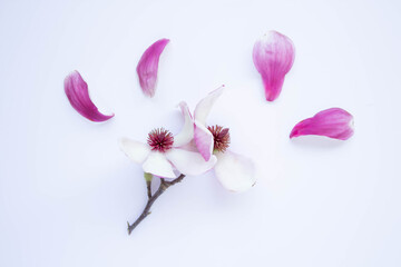 Fototapeta na wymiar Magnolia Tree Flowers and blooms isolated on a white background