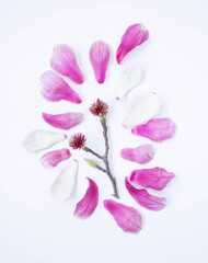Magnolia Tree Flowers and blooms isolated on a white background