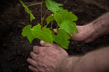 Planting a tree