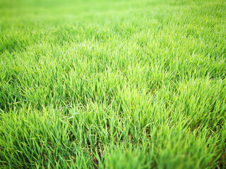 Agricultural view. Artistic look in vintage vivid colours.