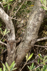 Obraz premium cicada on a tree