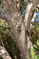 Fototapeta premium cicada on an olive trunk