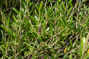 cicadas on an olive branch