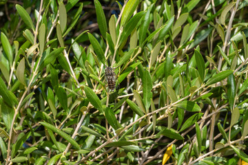 green grass background