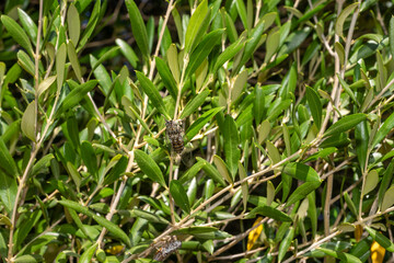 Cicadas. Cicadas in olive branches